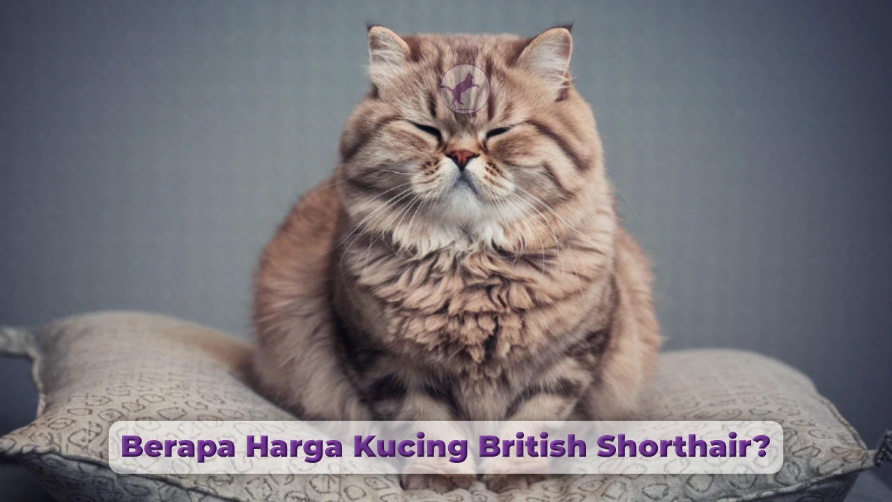 Berapa Harga Kucing British Shorthair?